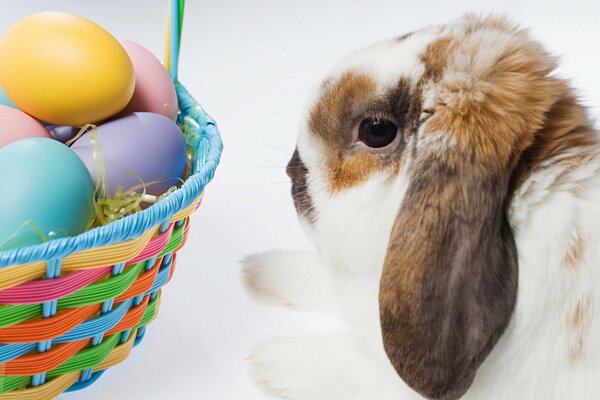 Rabbit and wicker basket with eggs