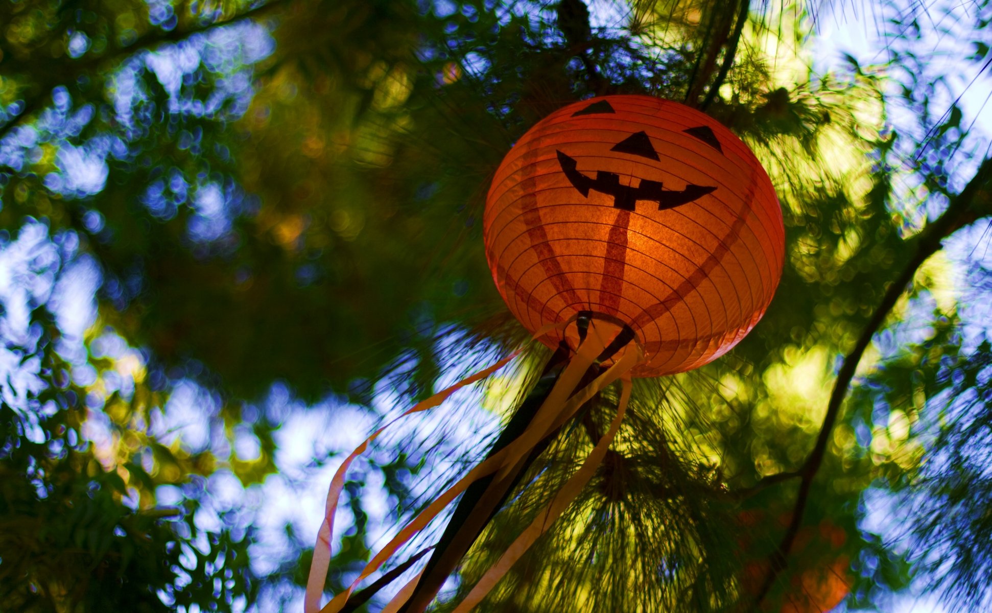 natur unschärfe bokeh taschenlampe kürbis halloween glücklich hallo urlaub