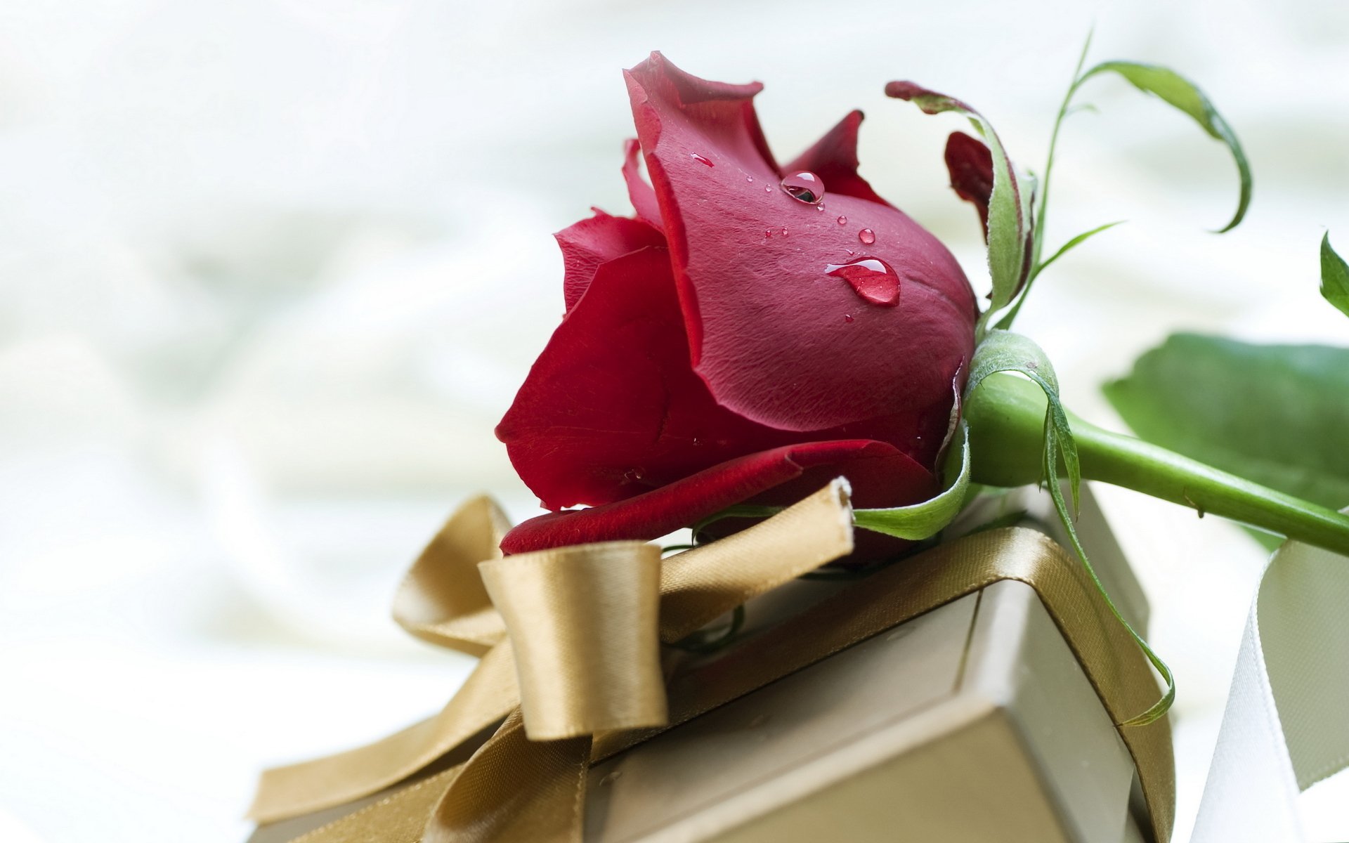 festa di san valentino san valentino amore sentimenti fiore rosa rossa confezione regalo fiocco nastro raso di seta oro bronzo gocce di colore