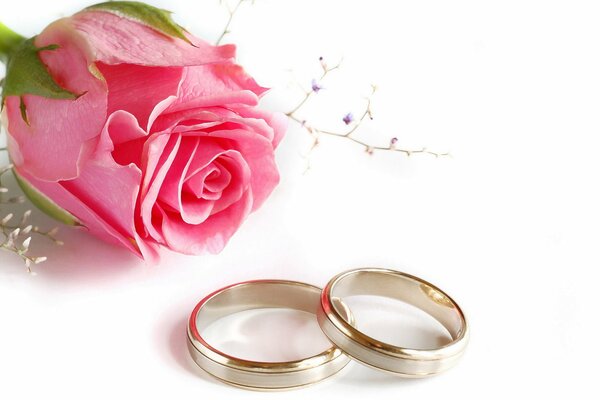 Two wedding rings and a rose