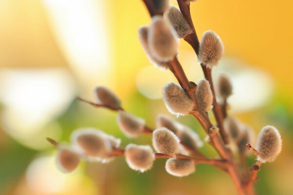 A branch of a budding willow