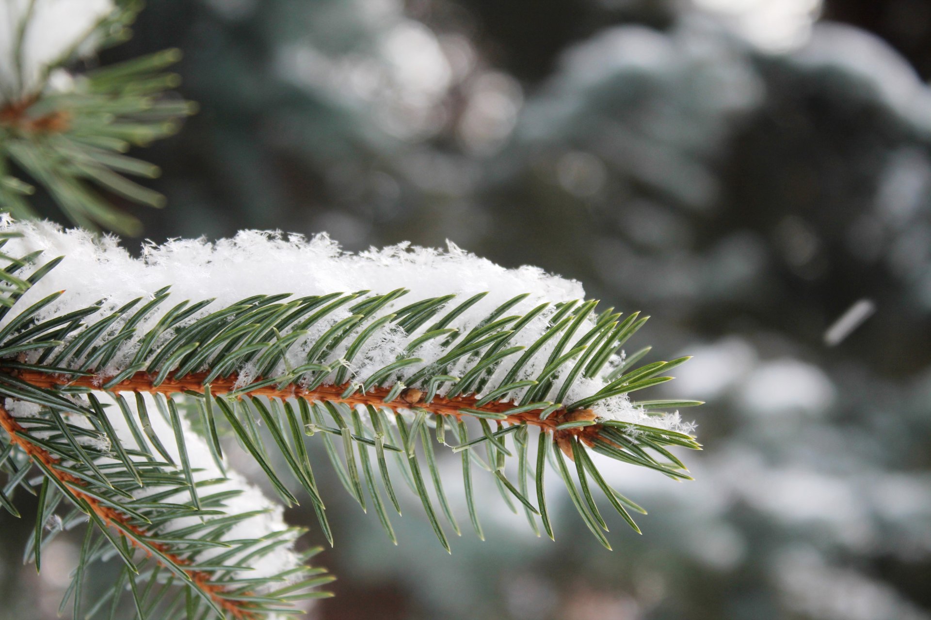 schnee baum zweig