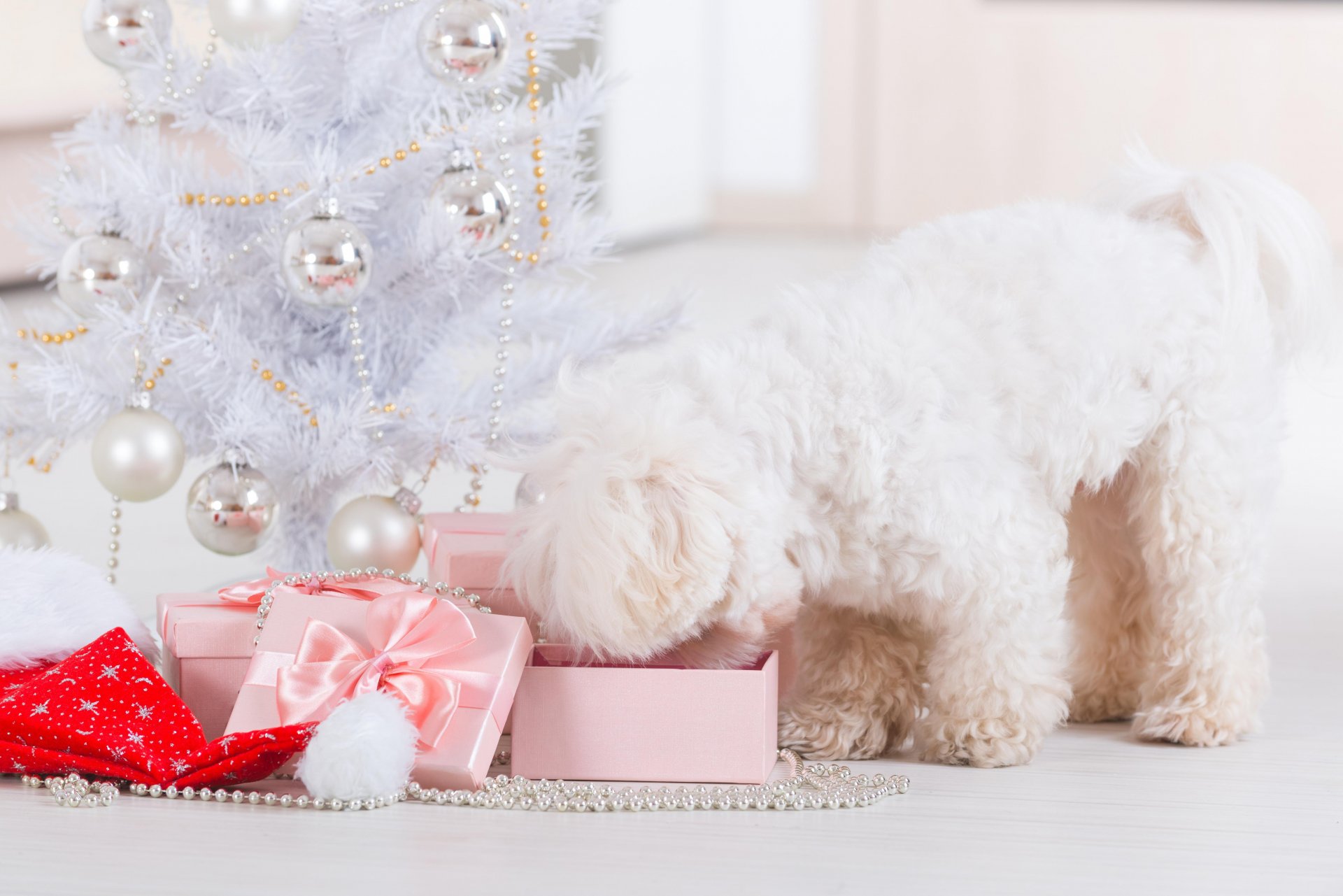 cane natale capodanno vacanza