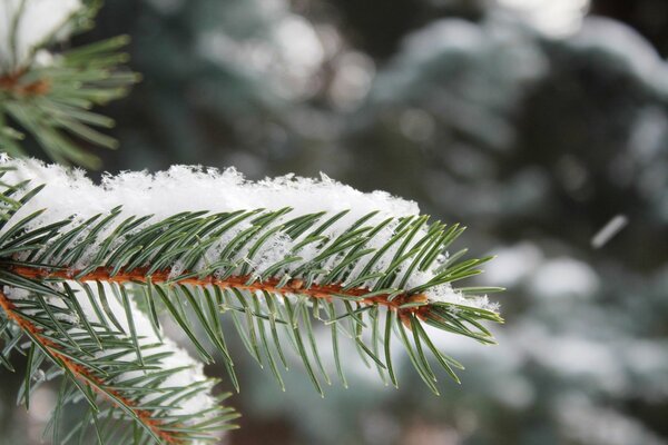 Ein einsamer Tannenzweig mit Schnee bedeckt