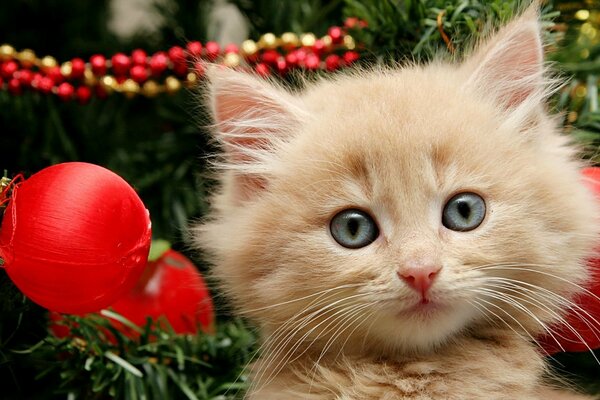 A small kitten on the background of a Christmas tree