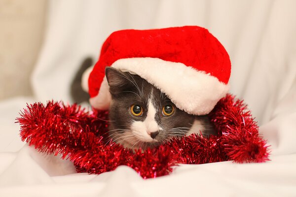 A cat in a red hat and tinsel