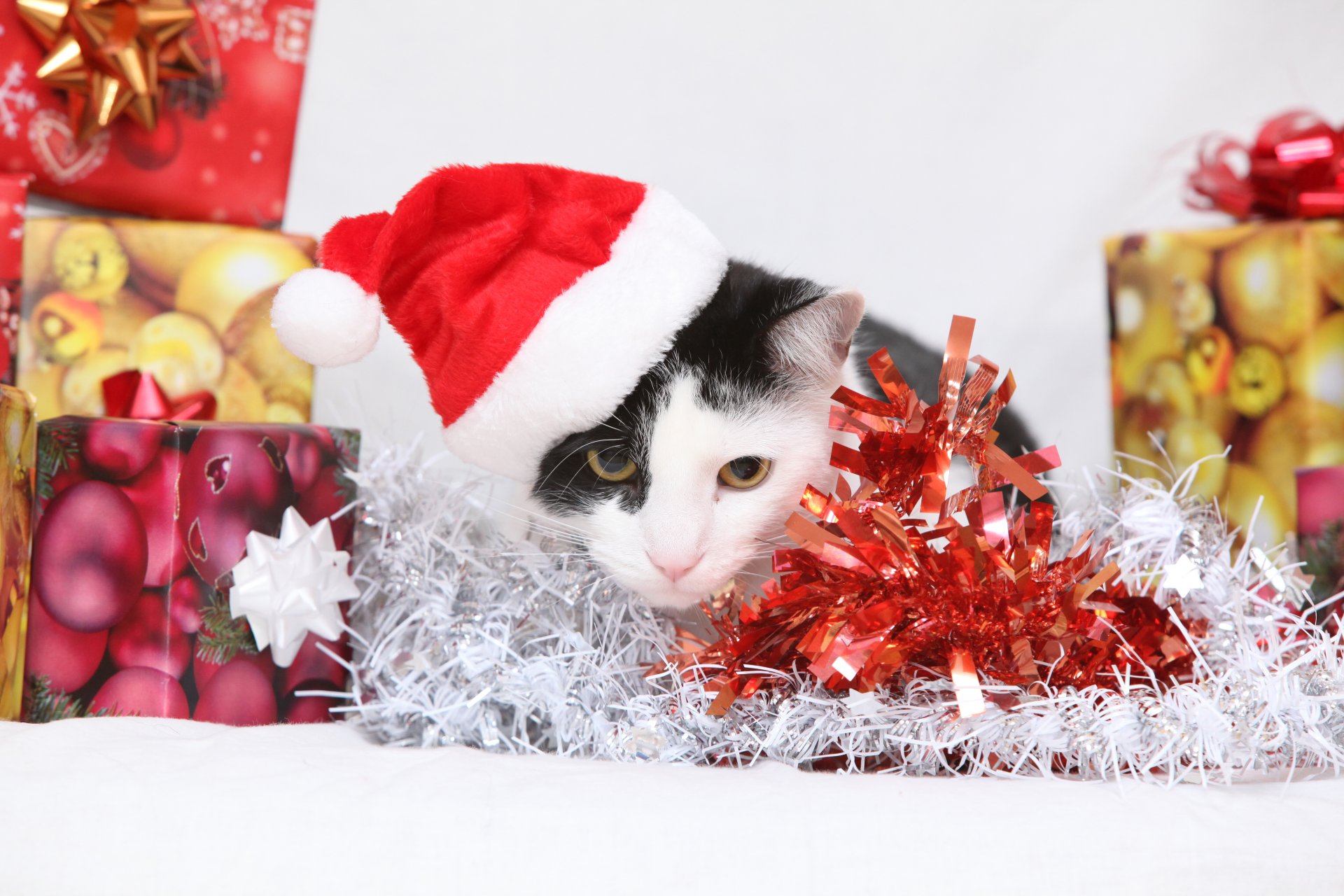 año nuevo gato gato regalos cajas campana oropel