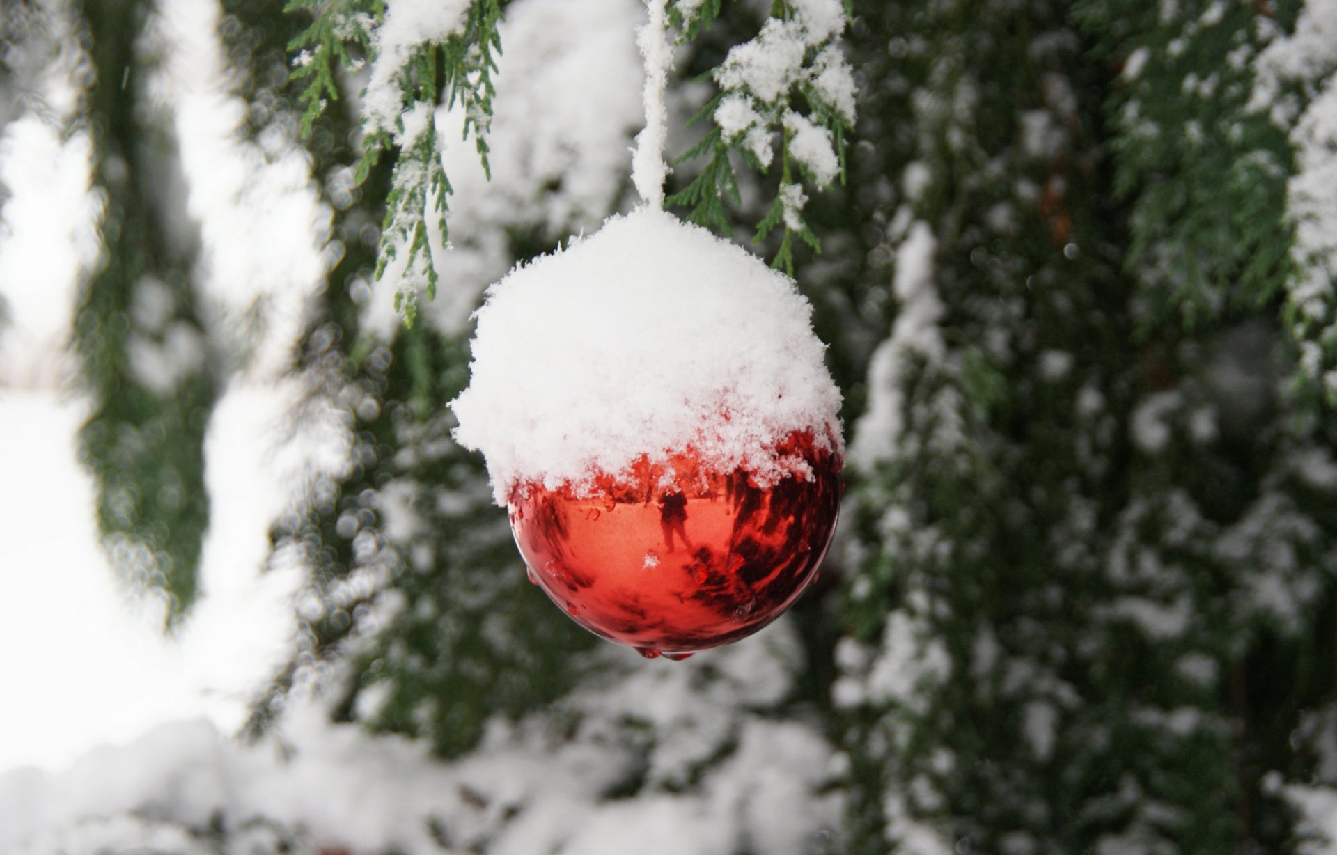 neige réflexion branches