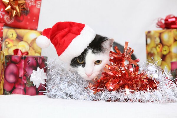 A cat in a Christmas hat among the garlands