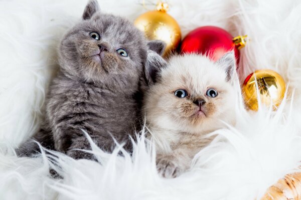 Two cats with Christmas balls