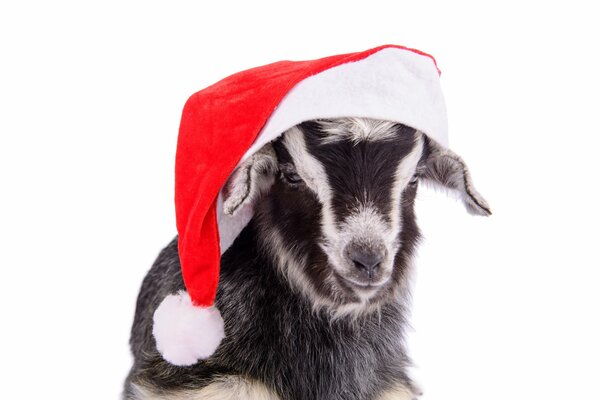 The symbol of 2015 is a goat in a hat