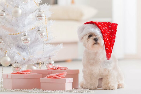 A dog with a Santa Claus cap