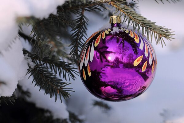 A purple ball is hanging on a fir branch