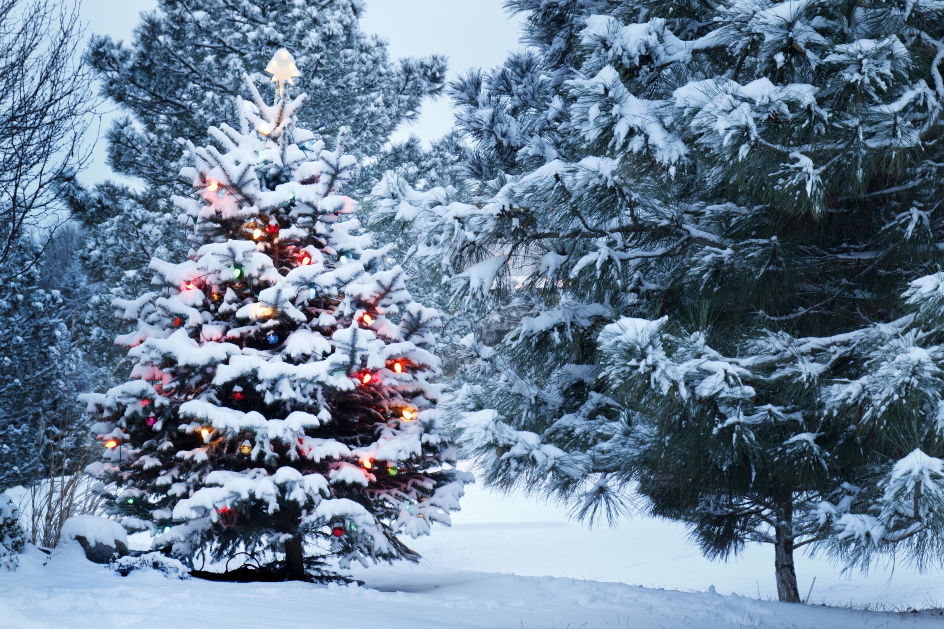 inverno neve parco albero di natale decorazione