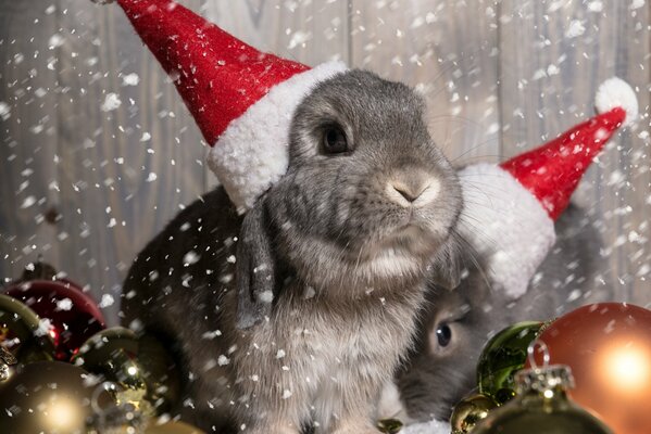 Lapins de Noël dans la neige