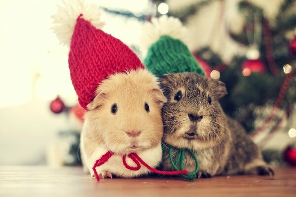 Two guinea pigs waiting for the new year