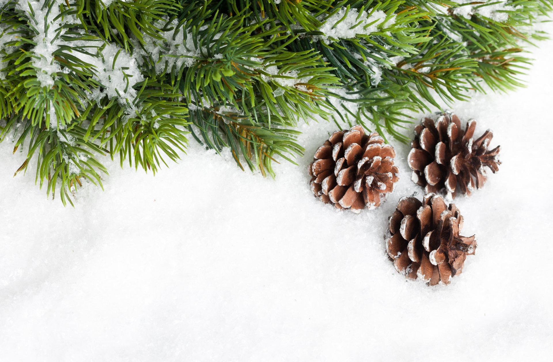 conos rama agujas árbol de navidad abeto nieve año nuevo navidad