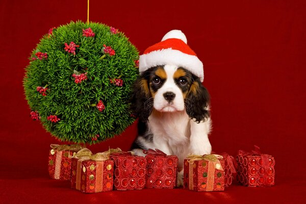 Ein Hund mit Geschenken für das neue Jahr