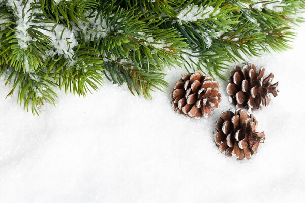 Ramo di albero di Natale con coni e neve