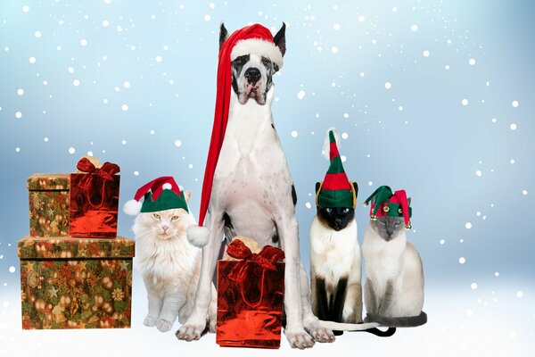 Dog with cats in Christmas hats