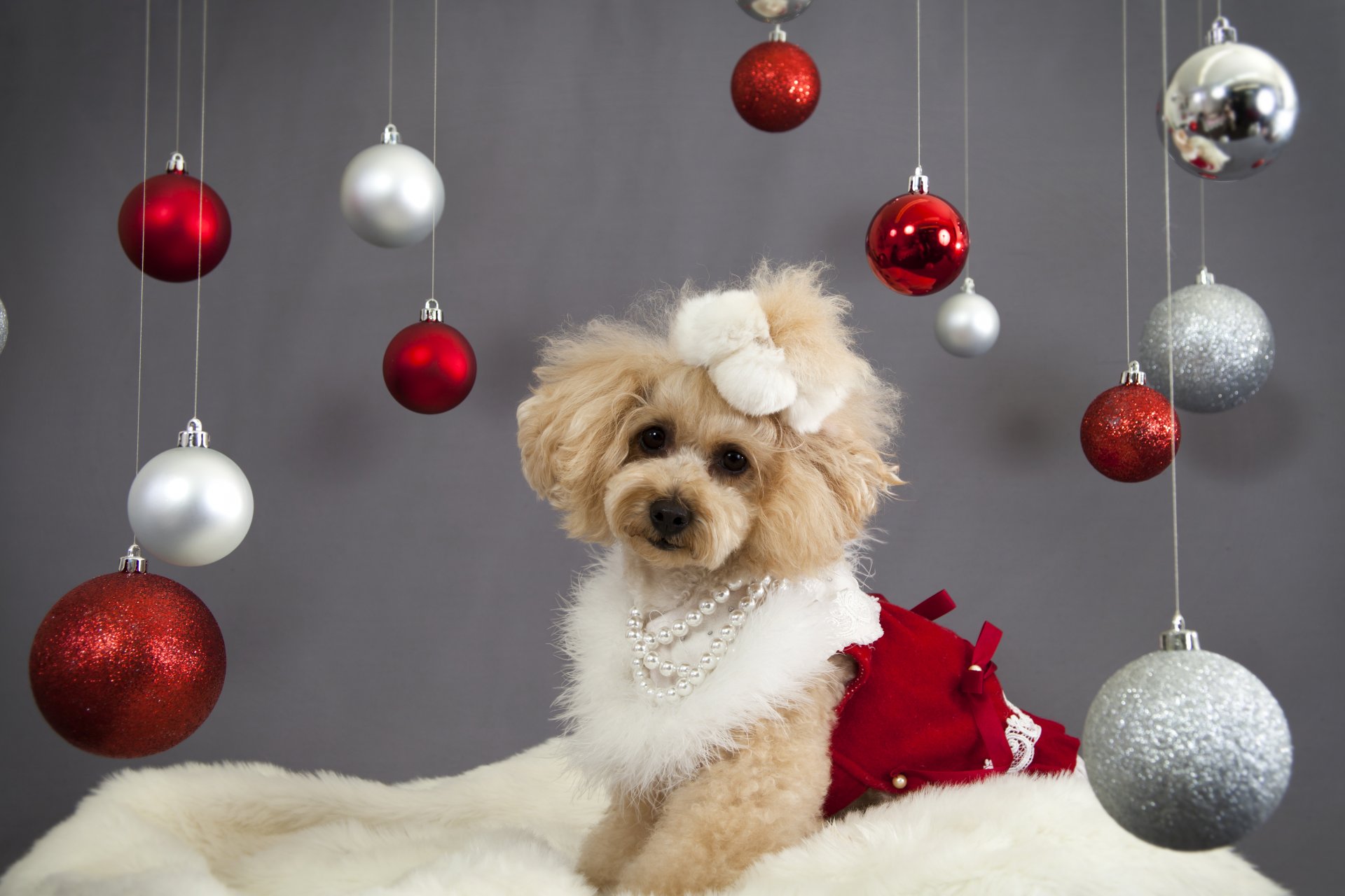 año nuevo navidad vacaciones bolas decoración perro