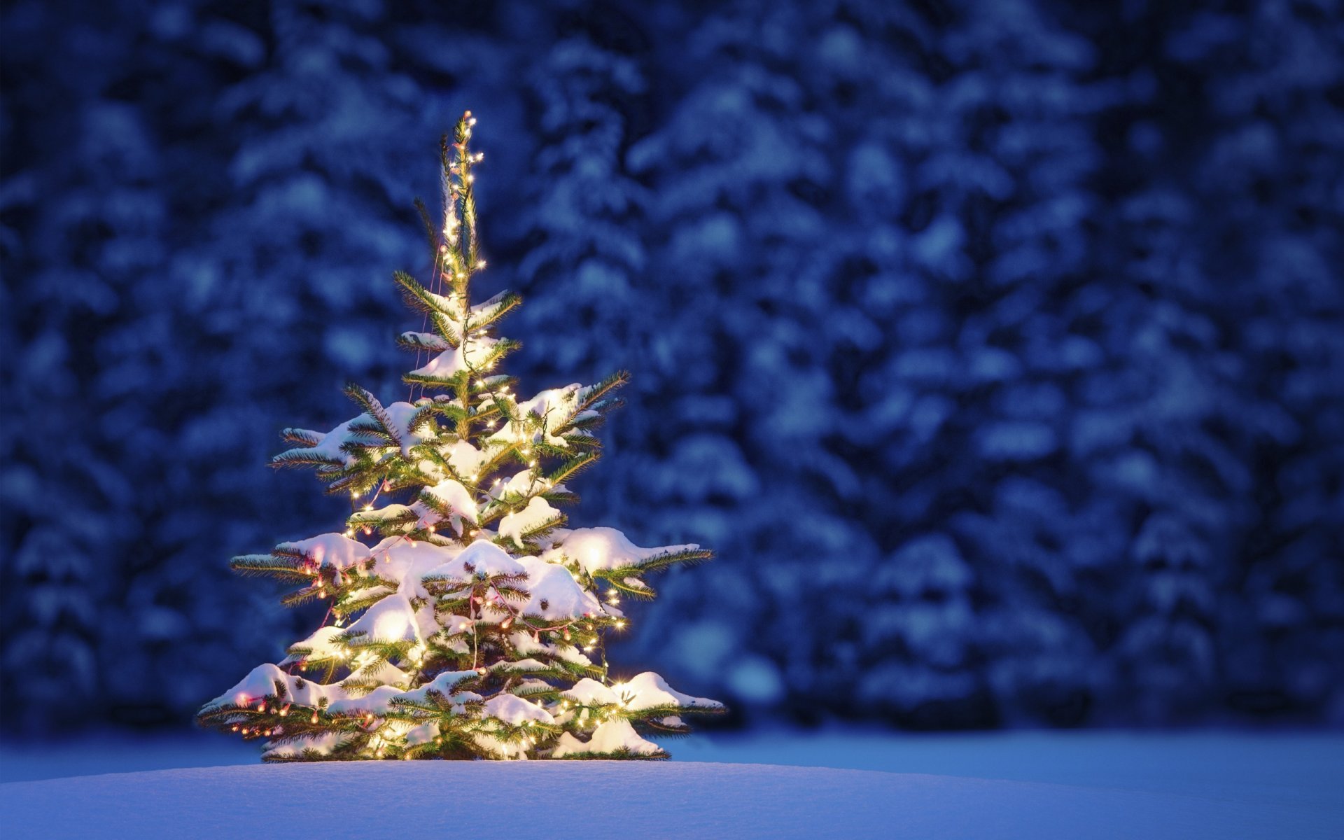 natura paesaggio neve alberi inverno notte natale capodanno