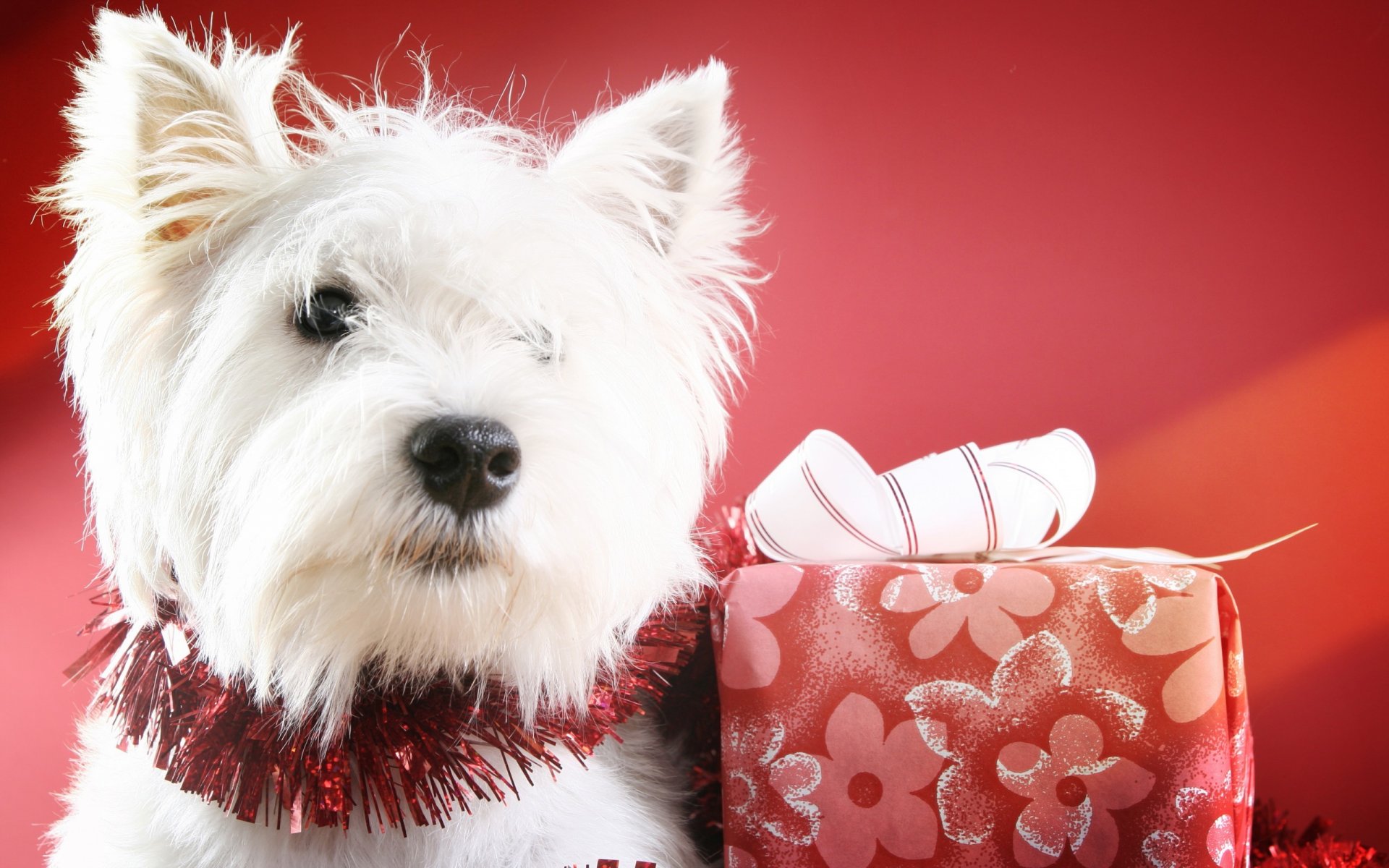 nuovo anno natale vacanza palle decorazione cane