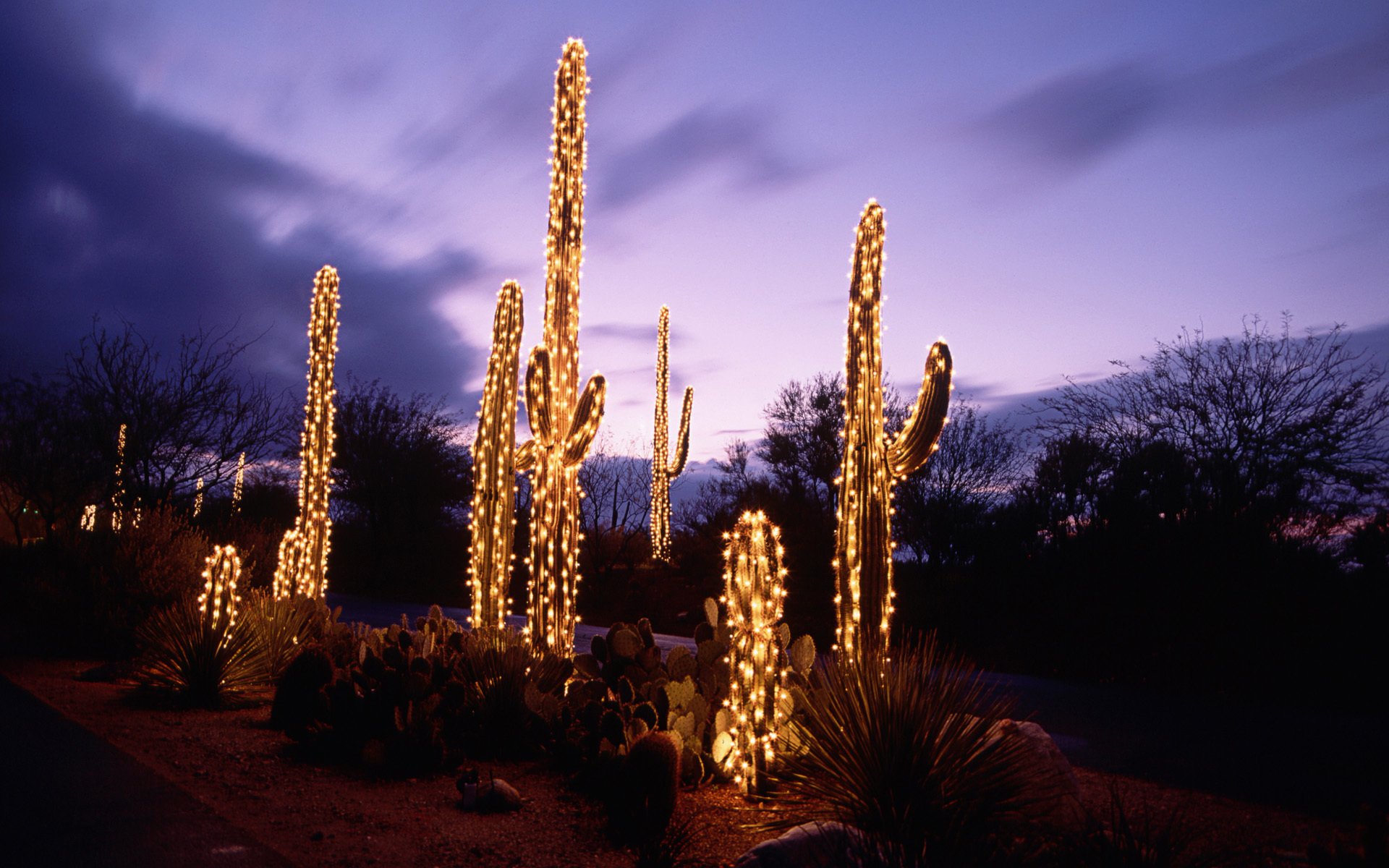 cactus desierto noche iluminación guirnalda