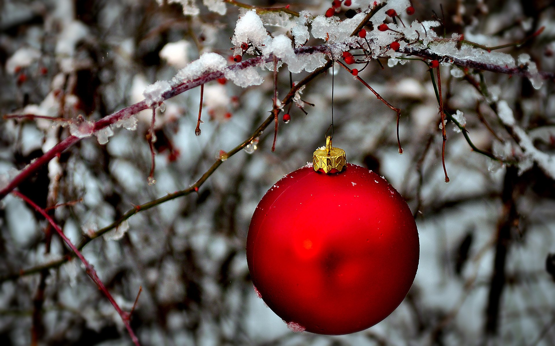 ball red ball christmas tree toy branch ice winter new year