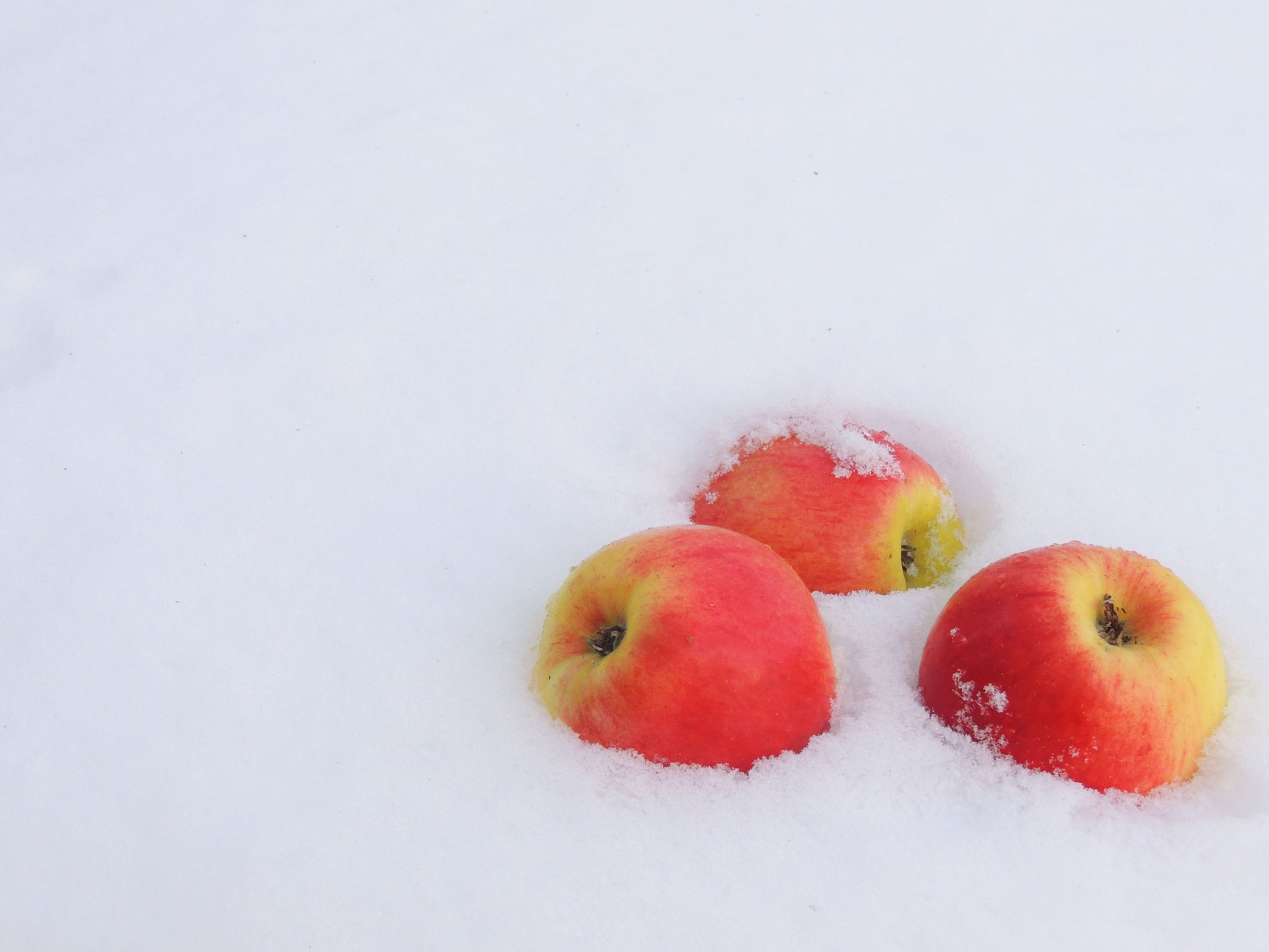 winter snow apples frost