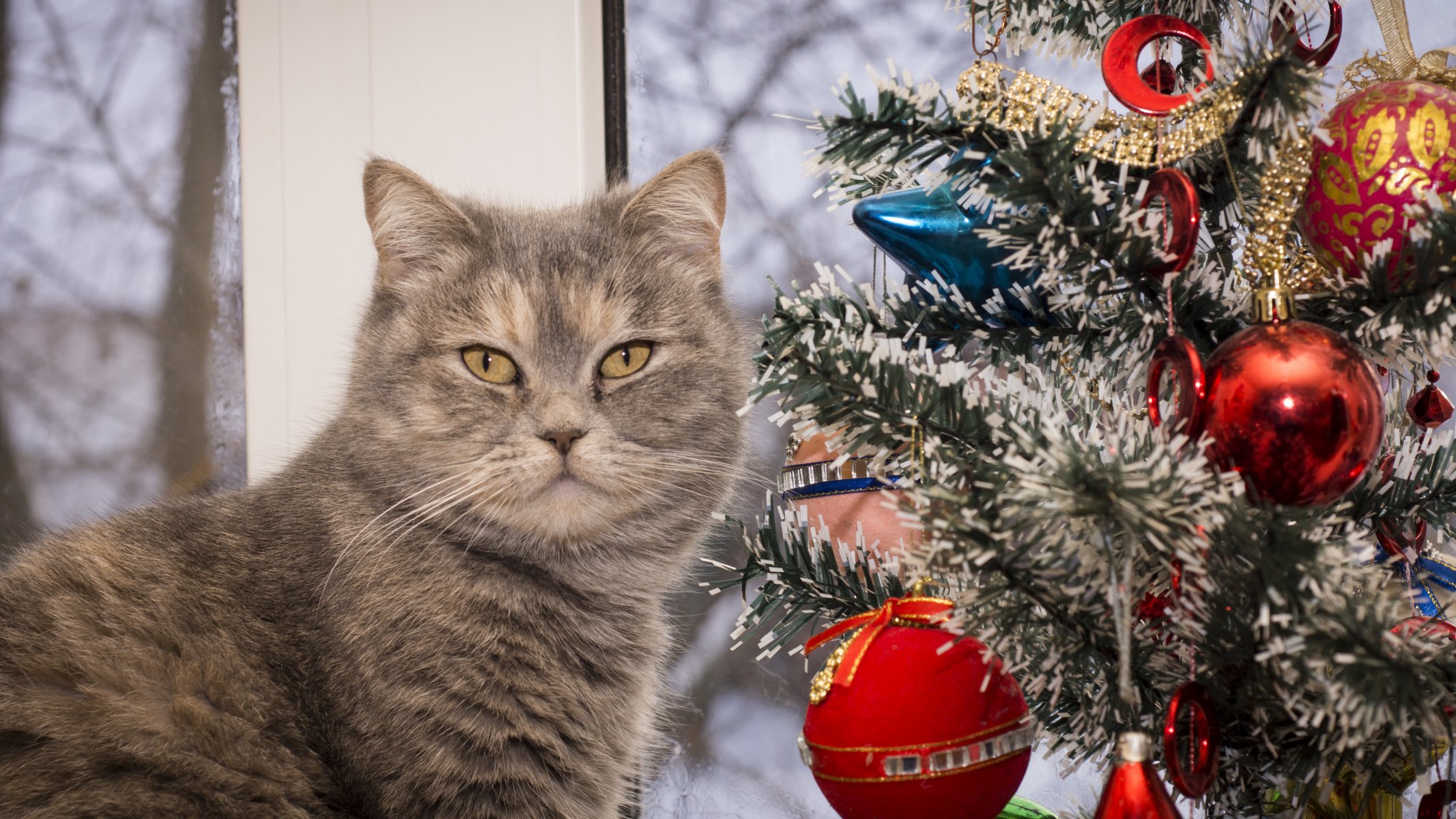 gato árbol de navidad año nuevo vacaciones