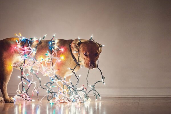 Милый питомец собака в лампочках