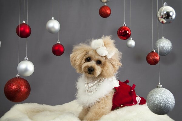 A shaggy poodle in a New Year s costume