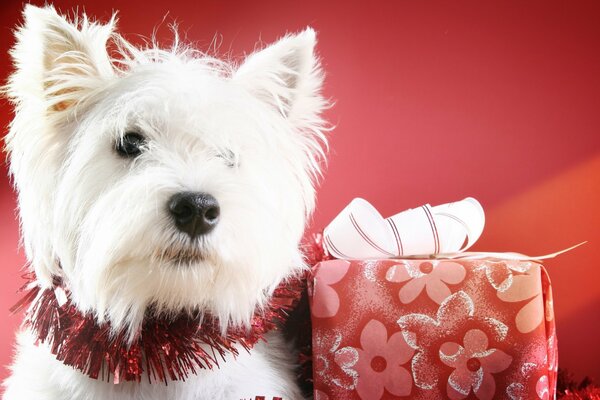 Weißer Hund mit Neujahrsgeschenk