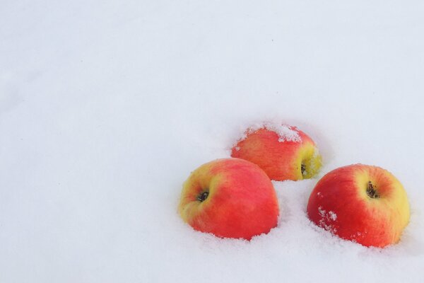 Czerwone i żółte jabłka leżą na śniegu