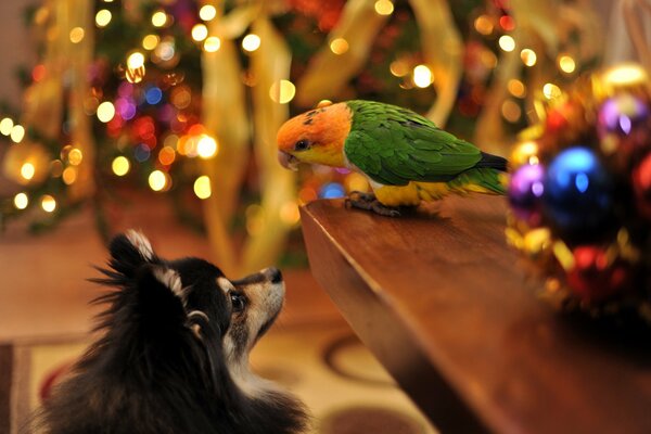 Vor dem Hintergrund des Weihnachtsbaumes ein Hund und ein Papagei