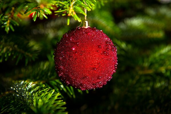 Rote Kugel auf einem Ast eines Weihnachtsbaumes
