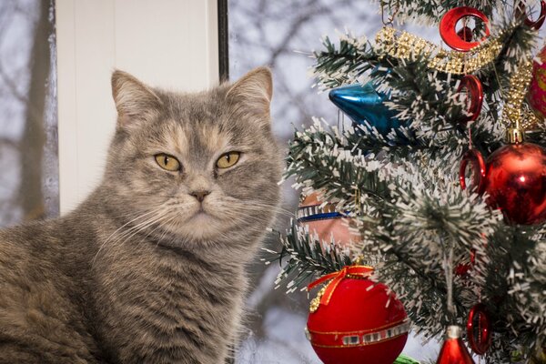 Bellissimo gatto e albero di Natale