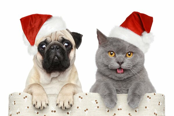 Pug and cat in Christmas hats