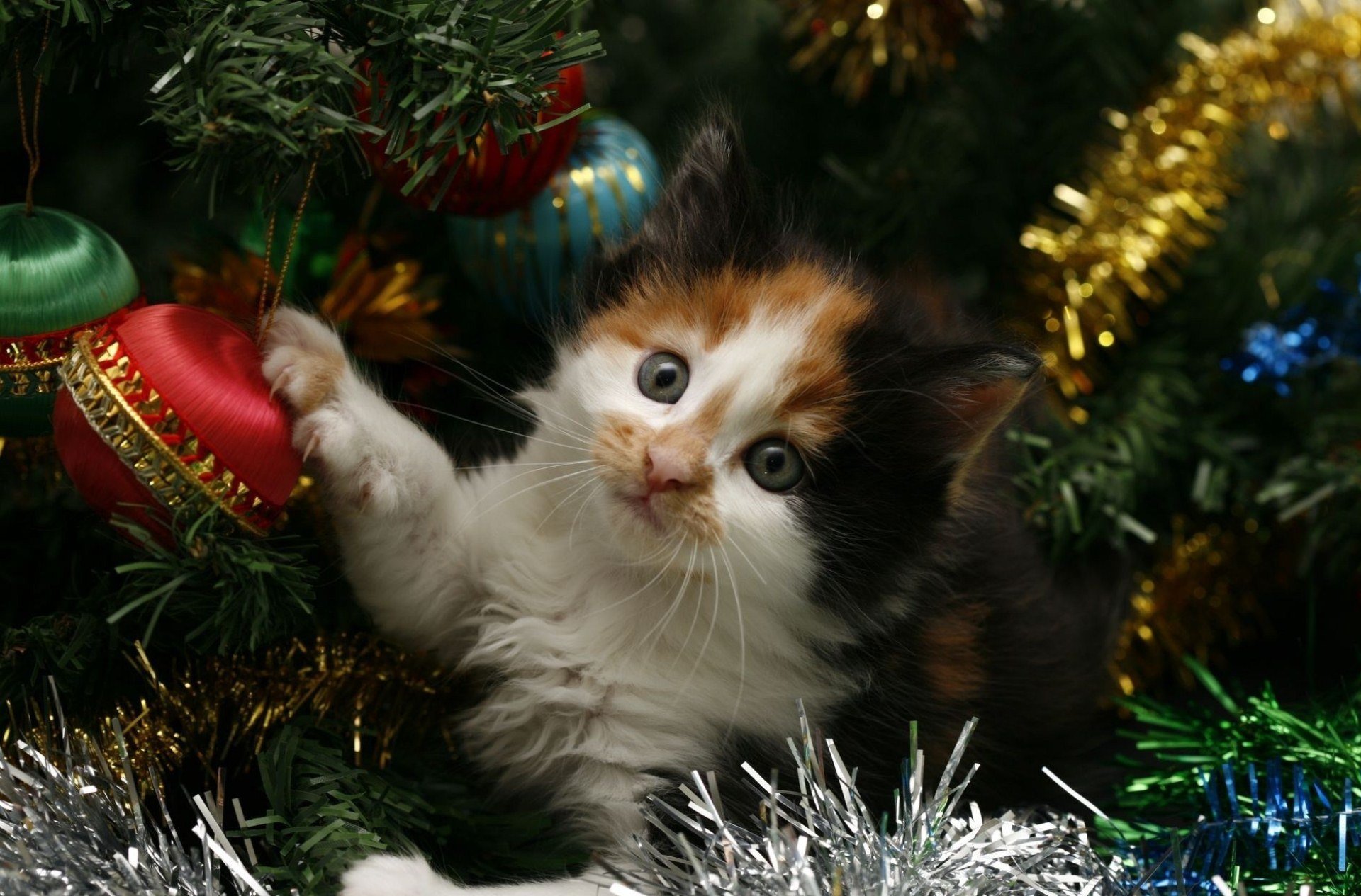 new year holiday christmas tree tinsel cat cat kitten