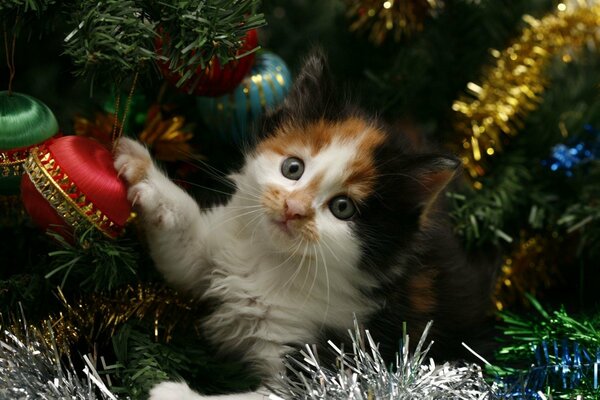 Mały kotek bawi się dekoracjami świątecznymi