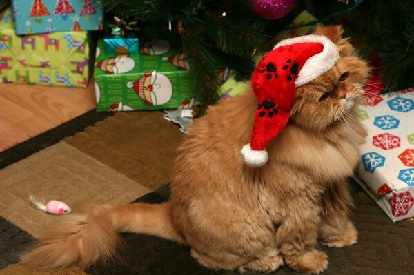 Red cat under the Christmas tree with gifts