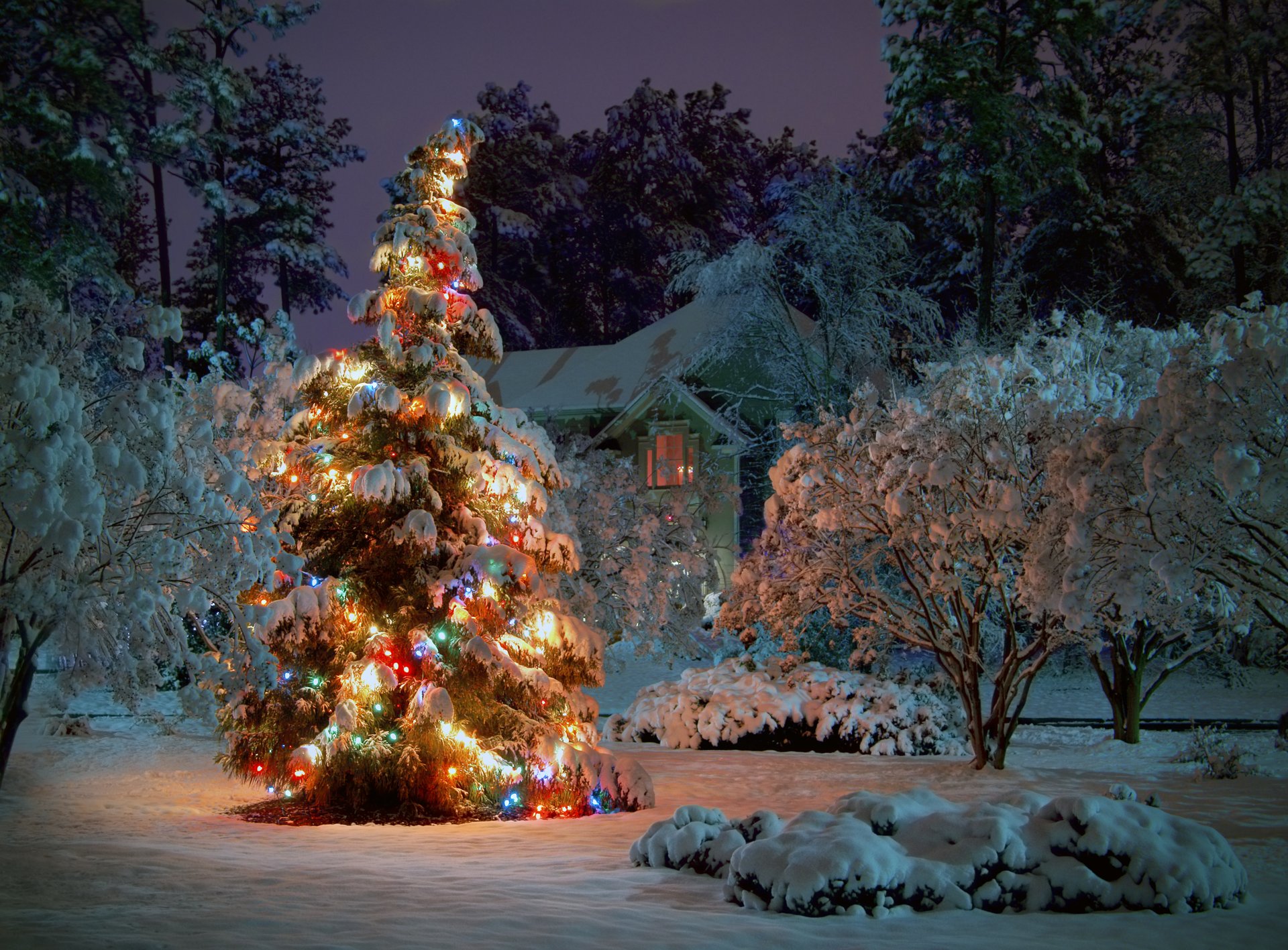 pruce tree snow winter house night garland holiday