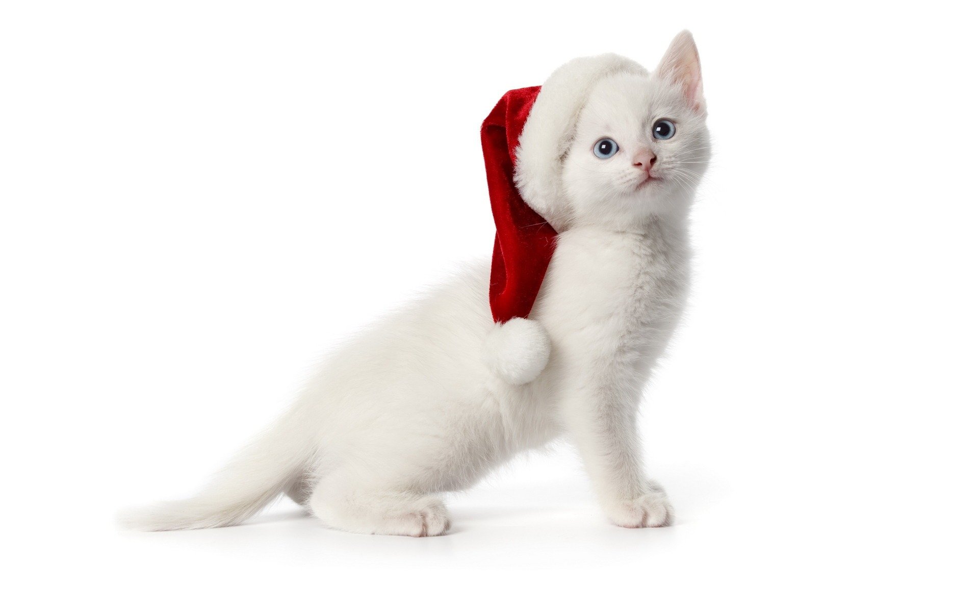 chaton blanc bonnet