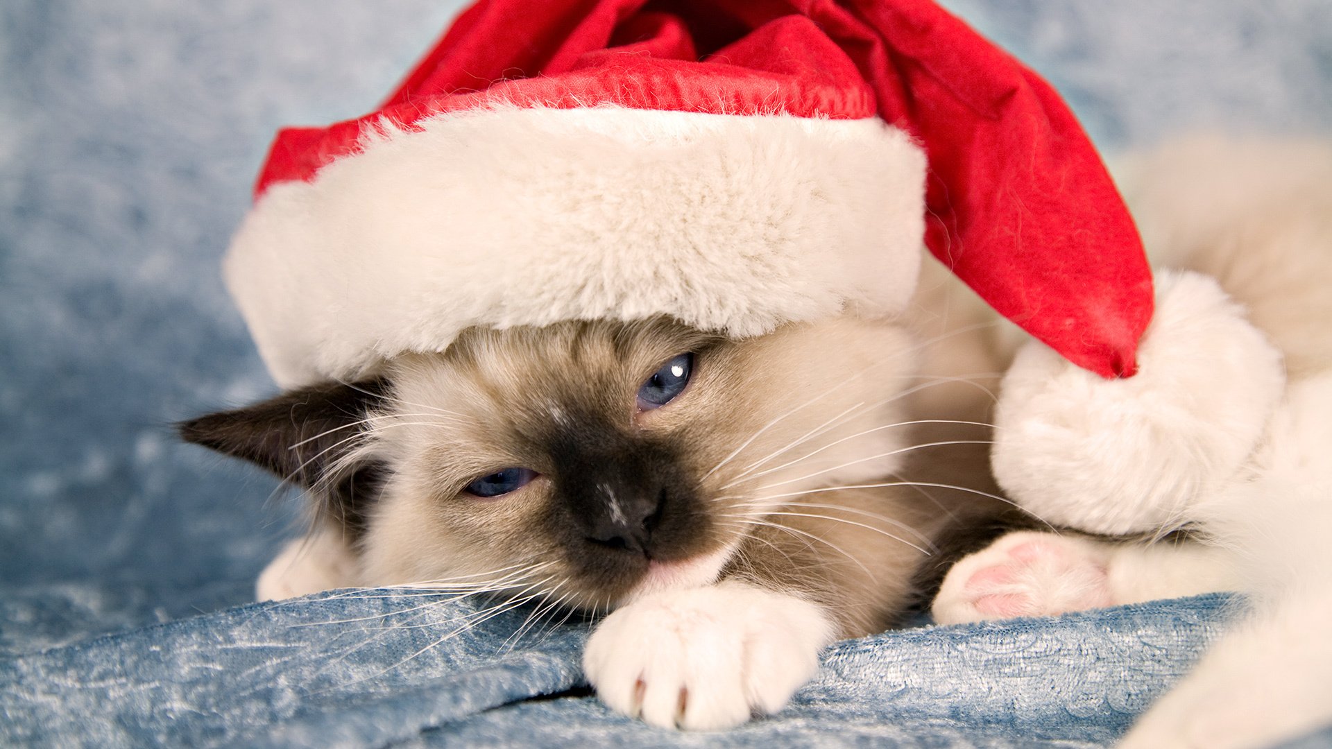 holiday new year cat cat kitten beanie santa clau