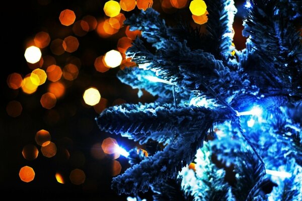 A sprig of spruce illuminated by blue lights