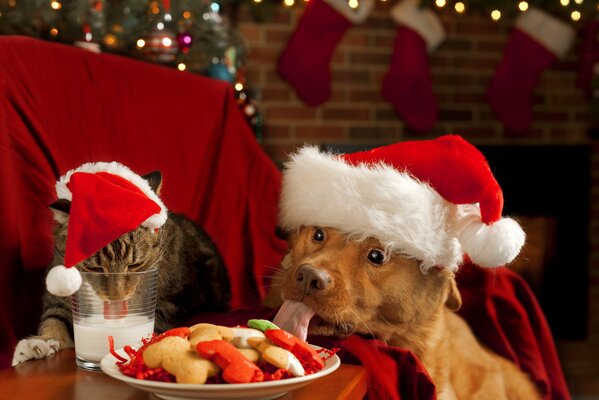 Ein Hund und eine Katze in Kappen essen ein festliches Mittagessen