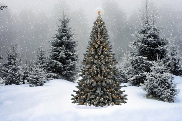 Sapin décoré dans la forêt pour le nouvel an