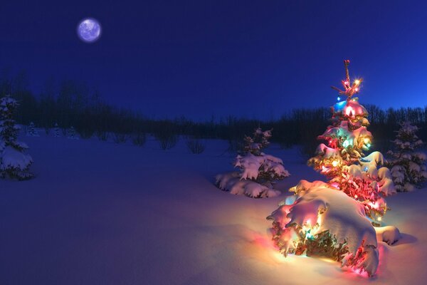 Weihnachtsbaum mit Glühbirne und am Abend