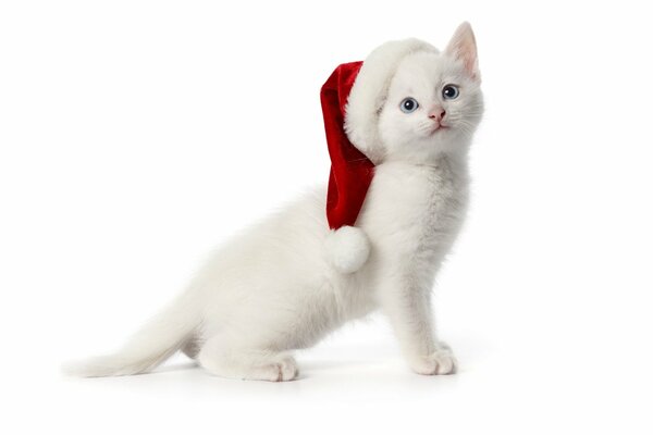 Biały kotek w świątecznej czapce